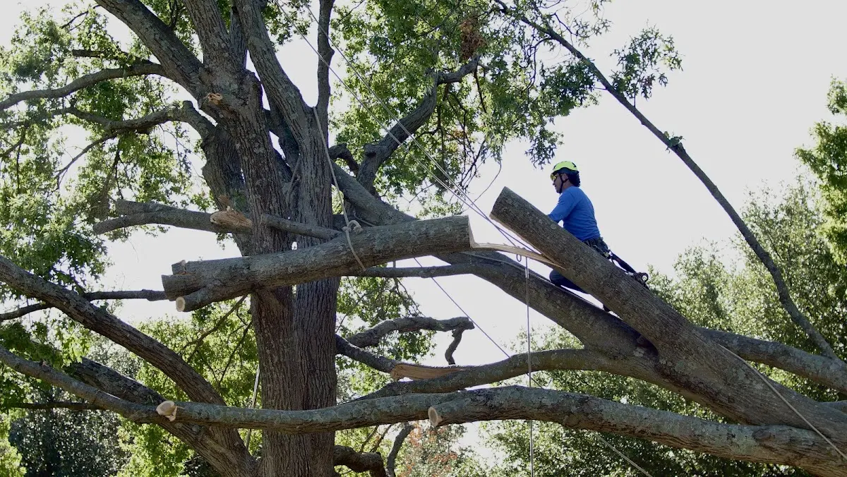 Professional Crown Thinning performed by certified arborists in Bridgeport