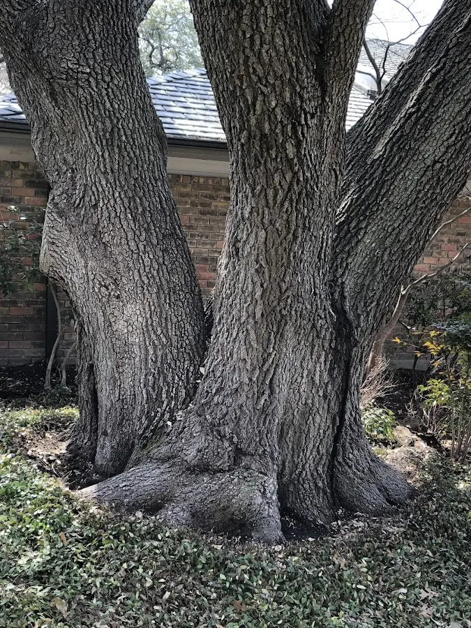 Mature heritage tree close to a Bridgeport property cared for by certified arborists